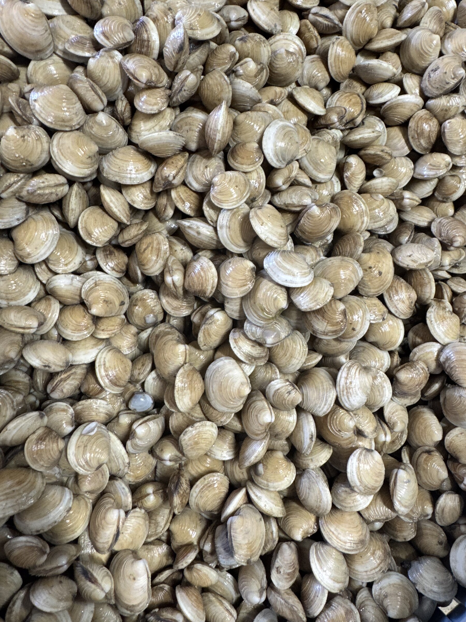 A bushel of fresh littleneck clams