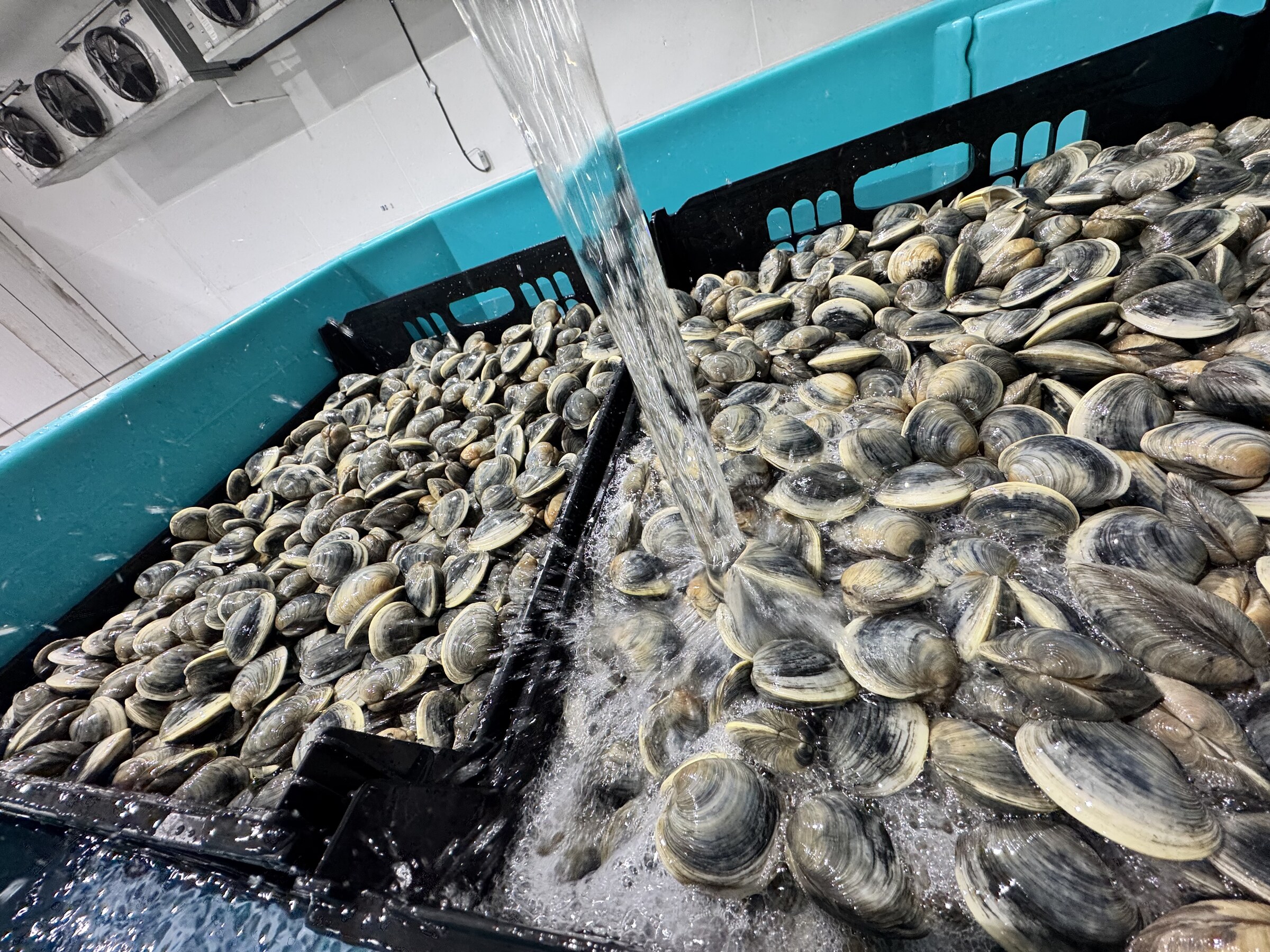 Long parallel rows of clam aquaculture bags stretching to the horizon at golden hour