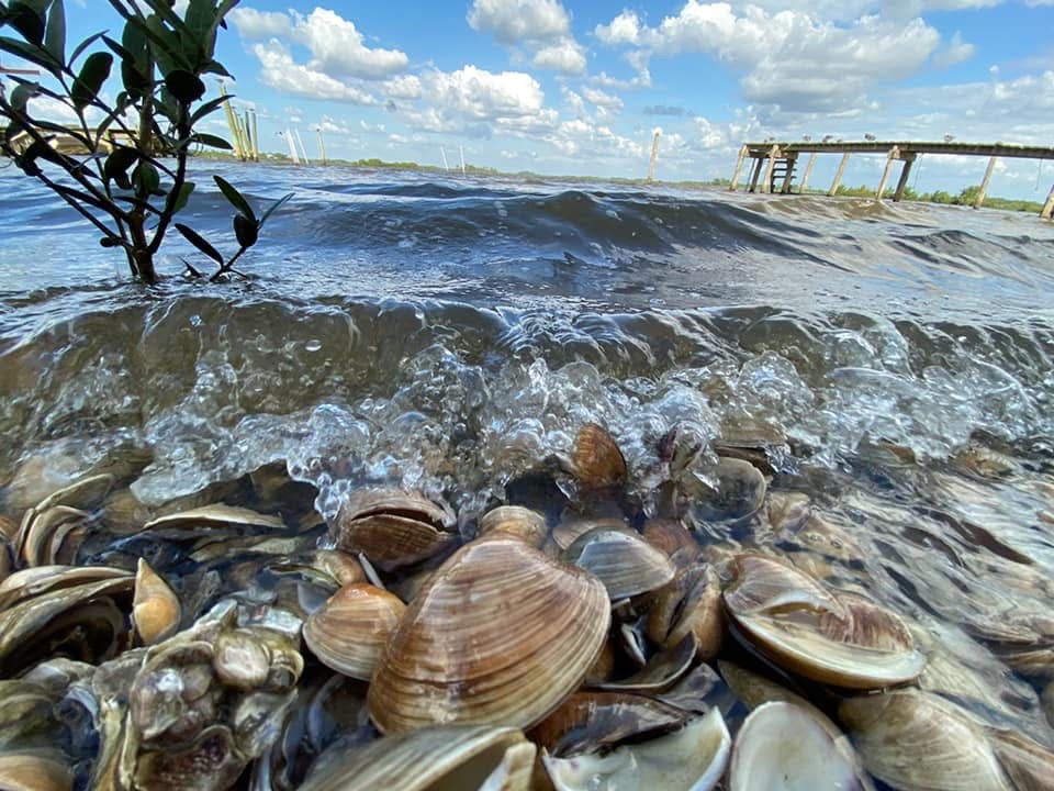 Hands pulling a mesh bag of clams from the Gulf of Mexico at sunrise near Cedar Key, Florida